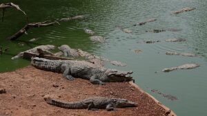 UK police arrest man after toddler ‘ended up’ in crocodile pen at zoo
