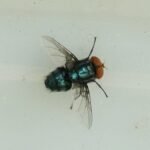 Flesh-eating fly detected in US cattle, decades after being eradicated