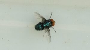 Flesh-eating fly detected in US cattle, decades after being eradicated