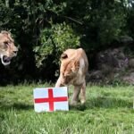 Video. UK lions predict England’s World Cup fate