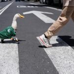 Video. Meet Merlin: The duck that became the World Cup’s viral mascot
