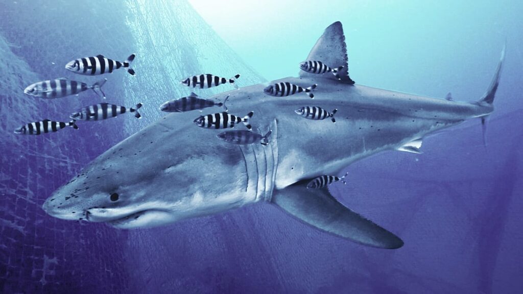 Divers capture the first ever video of a great white shark in the Med