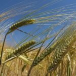 How soil health could be Europe’s best drought defence