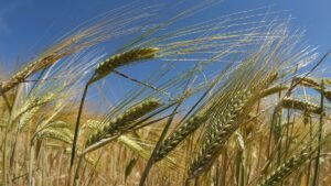 How soil health could be Europe’s best drought defence