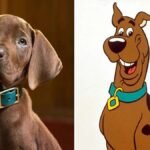 Fans outraged over four-legged star of Scooby-Doo live-action reboot