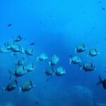 The EU’s €92 million bid for a global ocean intelligence network