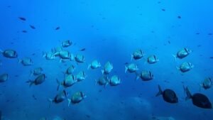 The EU’s €92 million bid for a global ocean intelligence network