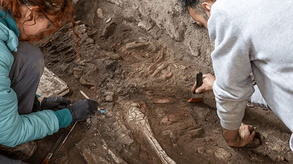 Pompeii excavations reveal equid skeleton
