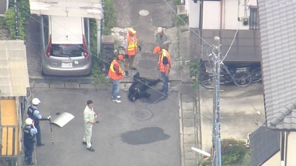 Video. Watch: Bear captured after roaming through Japanese city