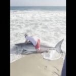Video. Fisherman wrestles great white shark to free it from hook