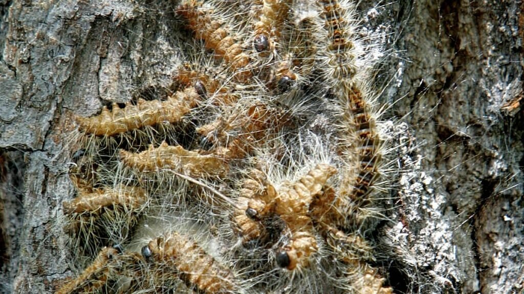 Poisonous caterpillars plague Berlin: elderly afraid to go out