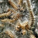 Poisonous caterpillars plague Berlin: elderly afraid to go out