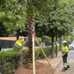 Chips to track palm trees in case of theft