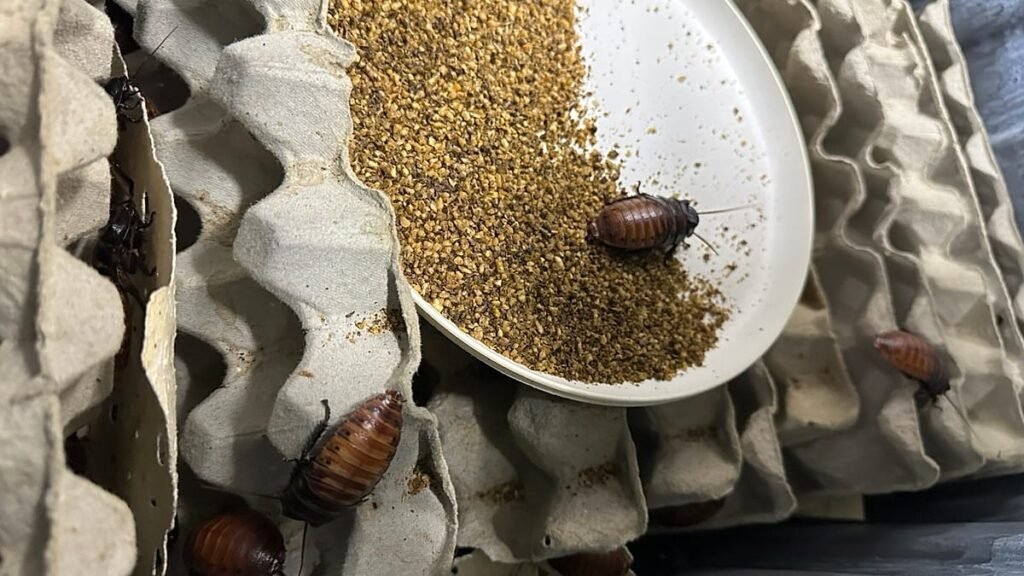 Australian authorities seize more than 100,000 live exotic cockroaches