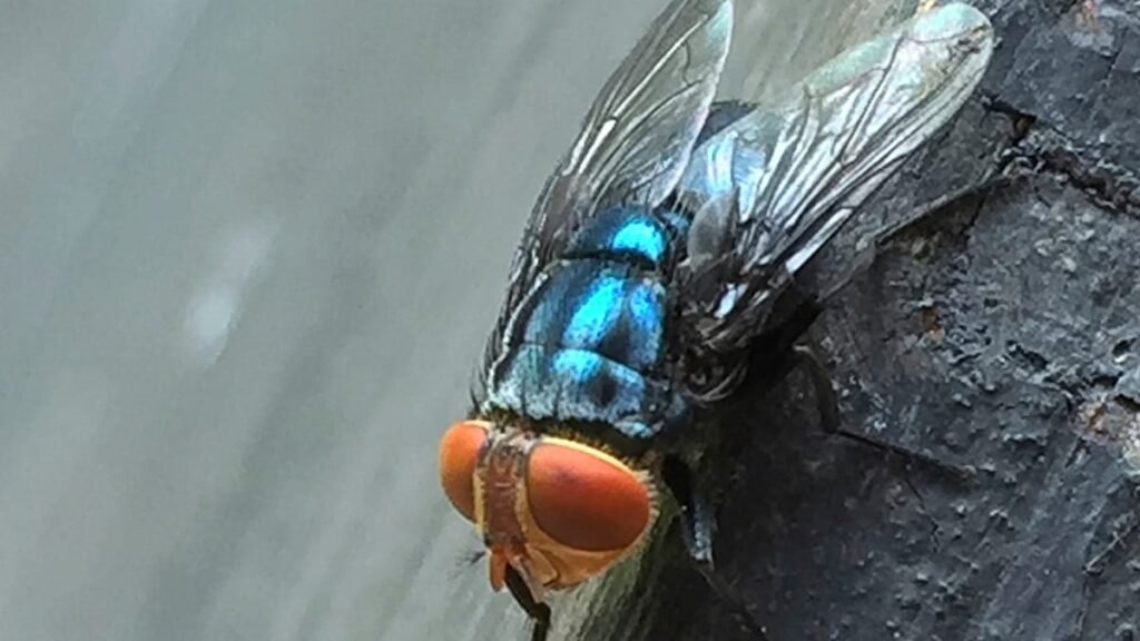 Flesh-eating parasite still spreading in US despite past eradication