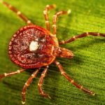 What is alpha-gal syndrome, the rare meat allergy caused by tick bites