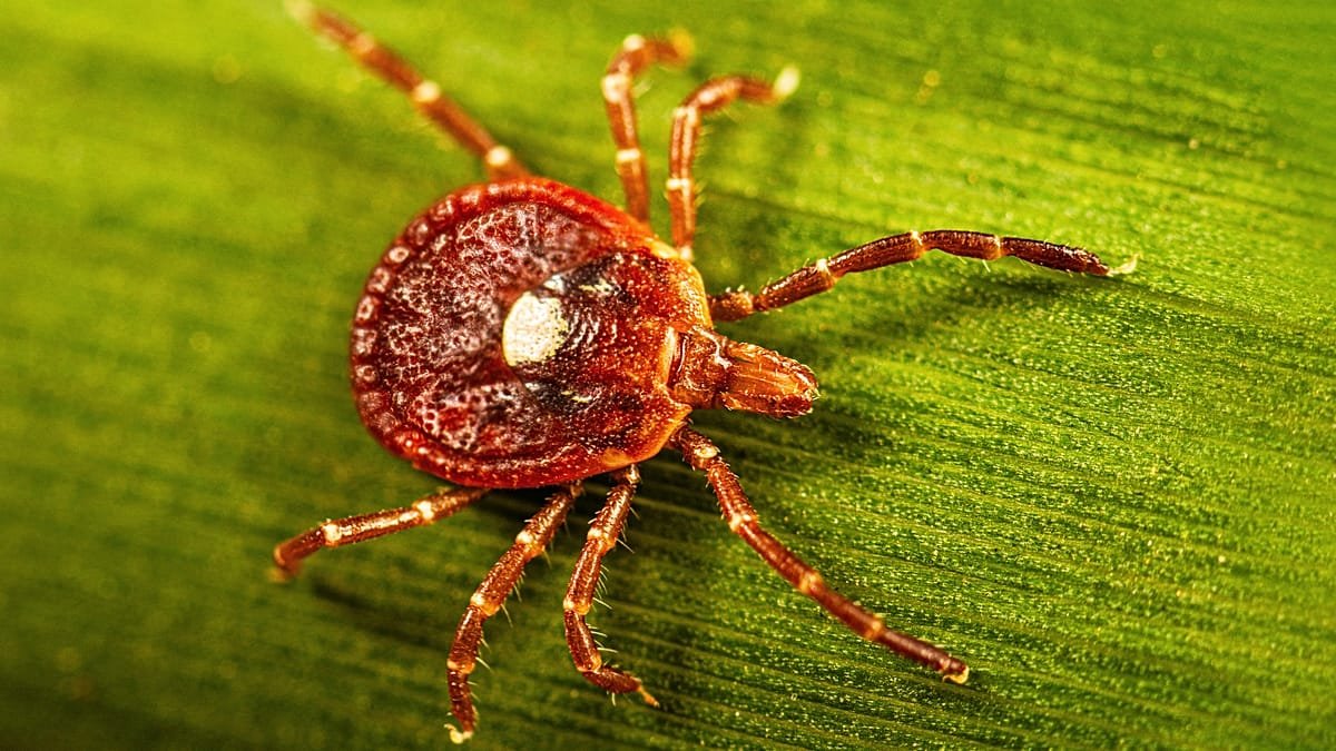 What is alpha-gal syndrome, the rare meat allergy caused by tick bites