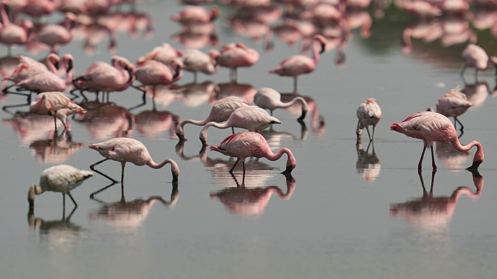Venice Lagoon becomes surprise hit with pink flamingos