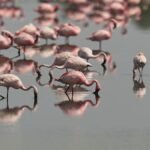 Venice Lagoon becomes surprise hit with pink flamingos