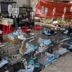 Hundreds of cats rescued from being eaten in Vietnam
