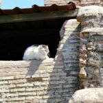 A ‘cats of Rome’ running tour has just launched
