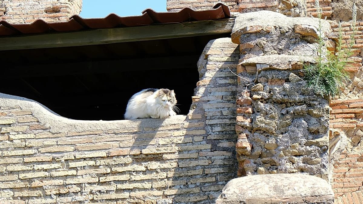 A ‘cats of Rome’ running tour has just launched