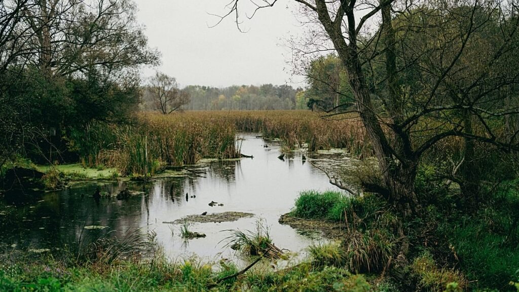 Almost like minefields: Europe’s peatlands are militarily vital