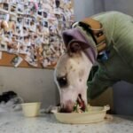 Why China still lacks an animal cruelty law despite growing public pressure