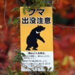 Mass school closures in Japan city as bear roams streets