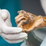 Scientists reveal Ötzi the Iceman’s dynamic microbial world