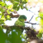 Indonesian parrot, seen once in a century, reappears in mountain forest