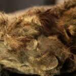 Genome study shows what made the extinct Ice Age cave lion unique