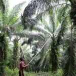 Indonesia issues technical regulations to centralise coal, palm oil, ferroalloy exports