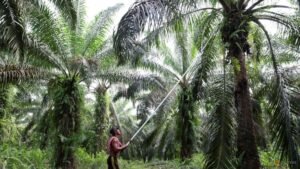 Indonesia fleshes out plan to strengthen state control over commodity imports