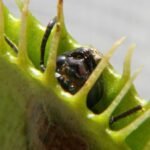 Scientists unlock the secret behind the Venus flytrap’s snap