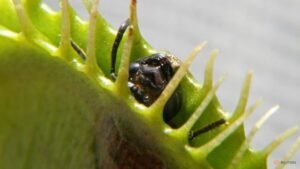Scientists unlock the secret behind the Venus flytrap’s snap