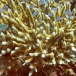 Scientists identify 166,000 sq km of coral reef capable of surviving climate crisis