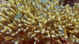 Scientists identify 166,000 sq km of coral reef capable of surviving climate crisis