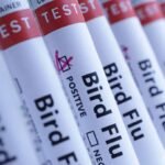 Australia detects first case of contagious H5 bird flu