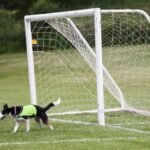 No wild goose chase: Two dogs keep birds off World Cup training pitch in Toronto
