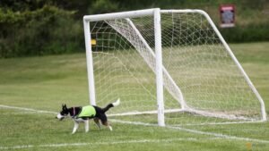 No wild goose chase: Two dogs keep birds off World Cup training pitch in Toronto