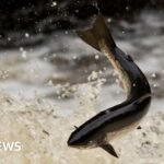 River Glyde: More than 20,000 fish killed after pollution incident