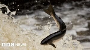 River Glyde: More than 20,000 fish killed after pollution incident