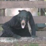 Japan’s unusual course on avoiding a bear attack