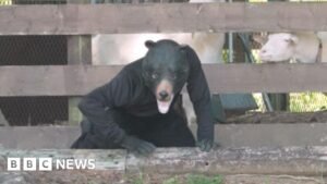 Japan’s unusual course on avoiding a bear attack