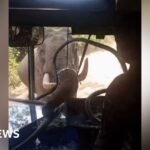 Watch: Elephant smashes through bus windscreen during attack