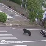 Watch: Man attacked by bear at steel works in Japan