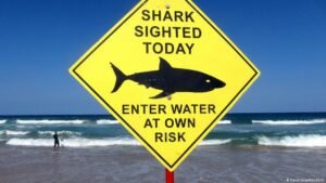 Man killed in shark attack off Western Australia