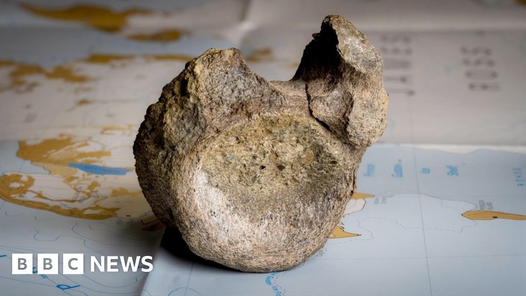 Antarctica’s first ever dinosaur bone discovered in a drawer