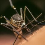 Google mosquito army: Scientists say ‘we must take action’